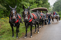 2022 Vinson Farm's Wagon Train