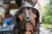 2022 Vinson Farm's Wagon Train