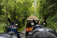 2022 Vinson Farm's Wagon Train