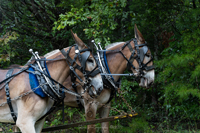 2022 Vinson Farm's Wagon Train