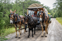 2022 Vinson Farm's Wagon Train