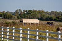 2024 Scottie Vinson Memorial Mule Train