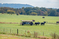 2024 Scottie Vinson Memorial Mule Train