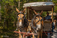 2024 Scottie Vinson Memorial Mule Train