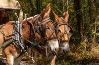 2024 Scottie Vinson Memorial Mule Train