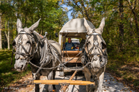 2024 Scottie Vinson Memorial Mule Train