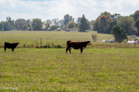 2024 Scottie Vinson Memorial Mule Train