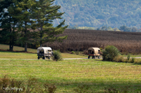 2024 Scottie Vinson Memorial Mule Train