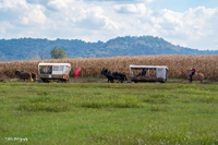 2024 Scottie Vinson Memorial Mule Train