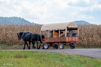 2024 Scottie Vinson Memorial Mule Train